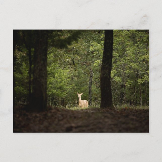 Carte Postale Forests | A White Tailed Deer in the Woods (Devant)