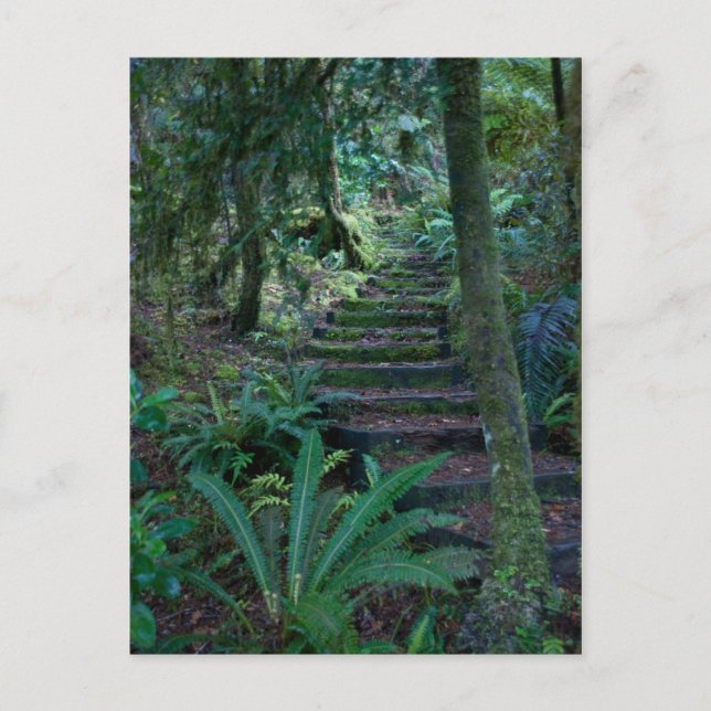 Carte Postale Forêt (Devant)