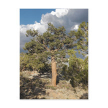 Forêt ancienne de pins à Bristlecone