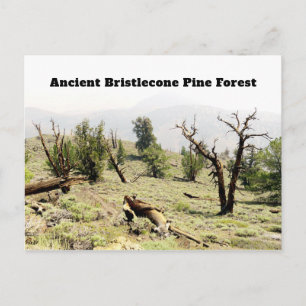 Carte Postale Forêt ancienne de pins à Bristlecone Californie