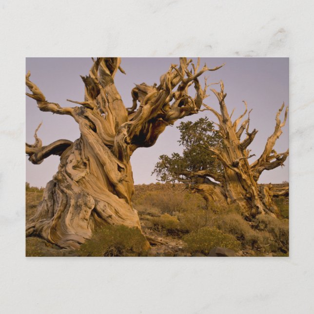 Carte Postale Forêt antique de bristlecone, White Mountains, CA (Devant)