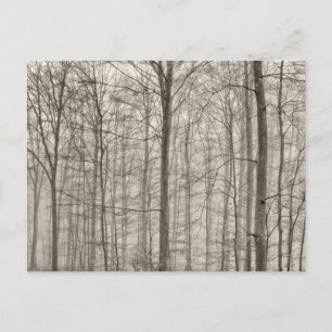 Carte Postale Forêt B&W avec brouillard matinal derrière les arb
