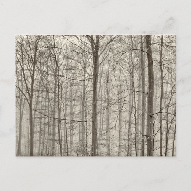 Carte Postale Forêt B&W avec brouillard matinal derrière les arb (Devant)