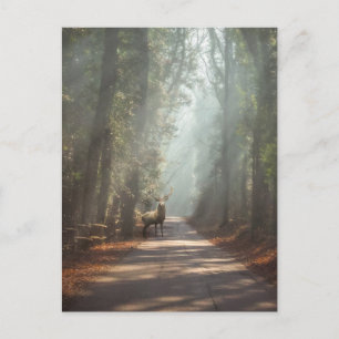 Carte Postale Forêt Bois