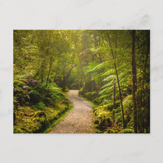 Carte Postale Forêt | Chemin De Marche Dans La Forêt (Devant)