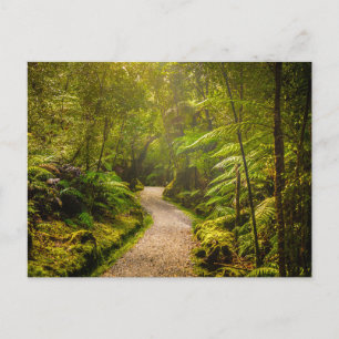 Carte Postale Forêt   Chemin De Marche Dans La Forêt