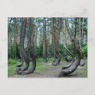 Carte Postale Forêt Crochée - Pologne