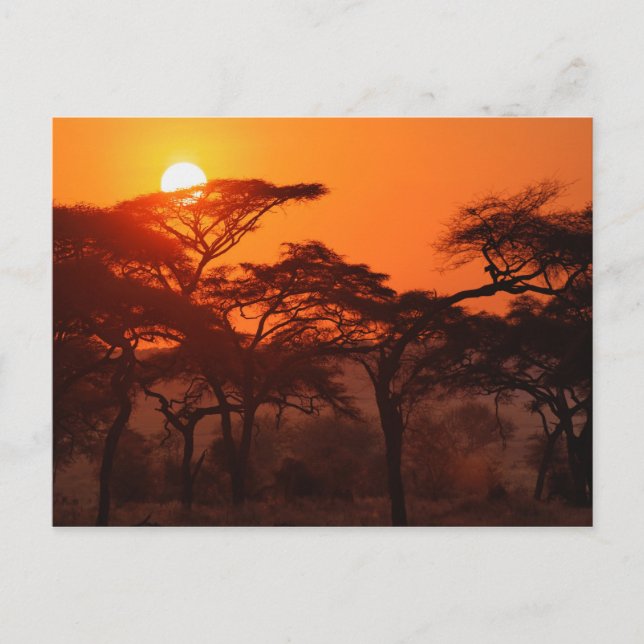 Carte Postale Forêt d'Acacia au coucher du soleil, Tarangire (Devant)