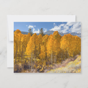 Carte Postale Forêt d'Aspen de montagne aux couleurs d'automne