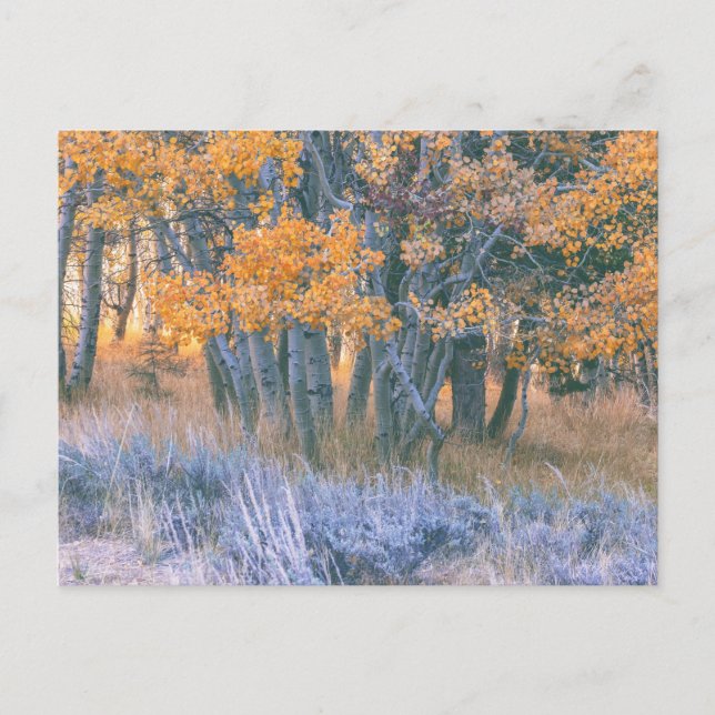 Carte Postale Forêt d'aspens en automne (Devant)