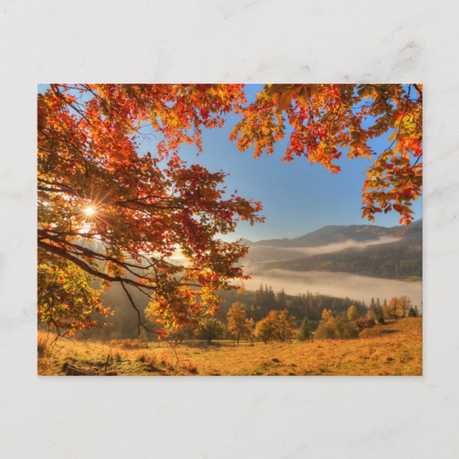 Carte Postale Forêt d'automne dans les montagnes (Devant)