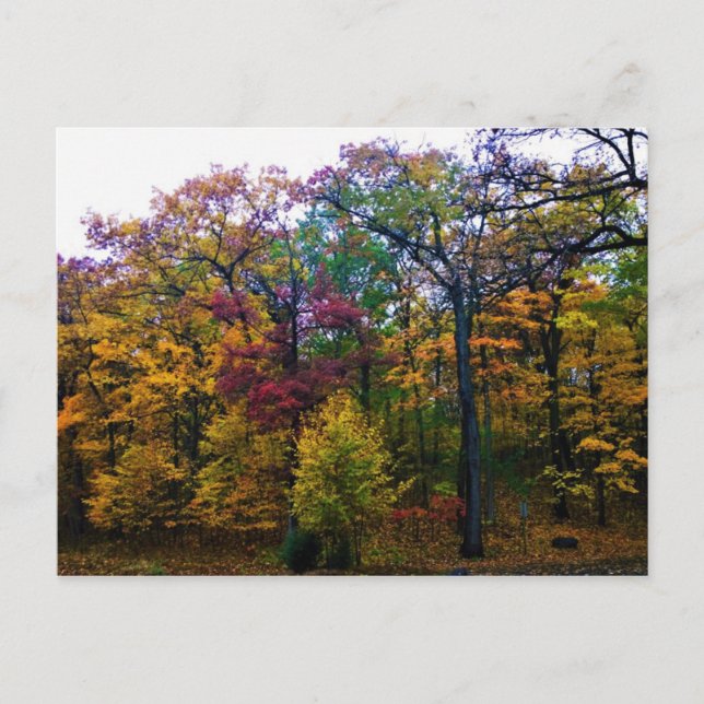 Carte Postale Forêt d'automne sombre (Devant)