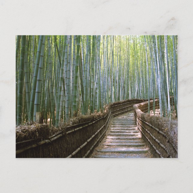 Carte Postale Forêt de bambou : Kyoto, Japon (Devant)