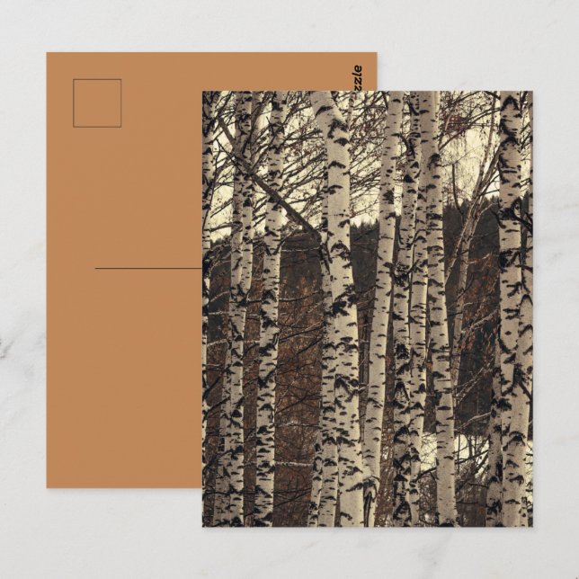 Carte Postale Forêt de Birch Nature (Devant / Derrière)