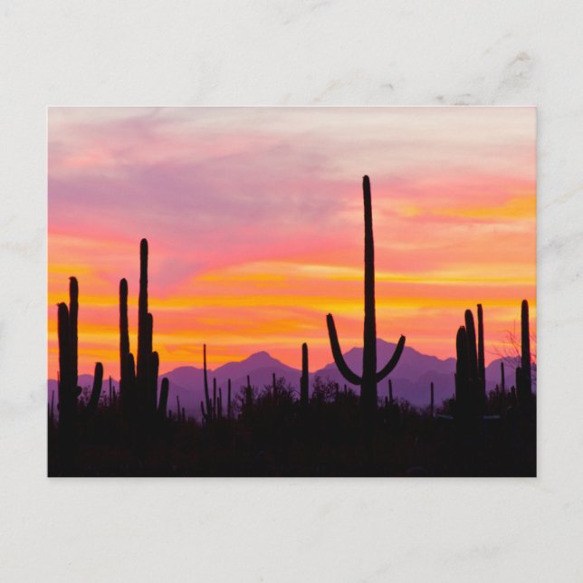 Carte Postale Forêt de cactus saguaro au coucher du soleil (Devant)