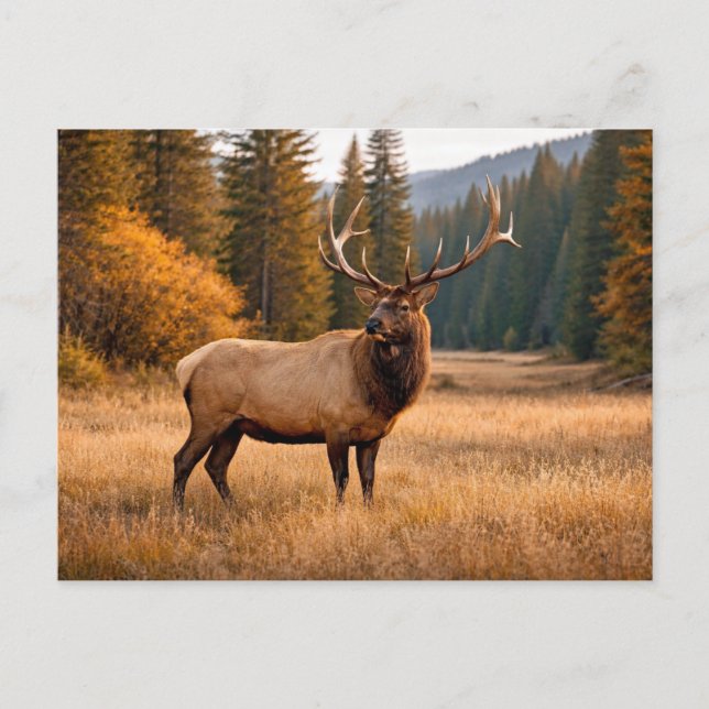 Carte Postale Forêt de cerfs majestueux de la faune (Devant)