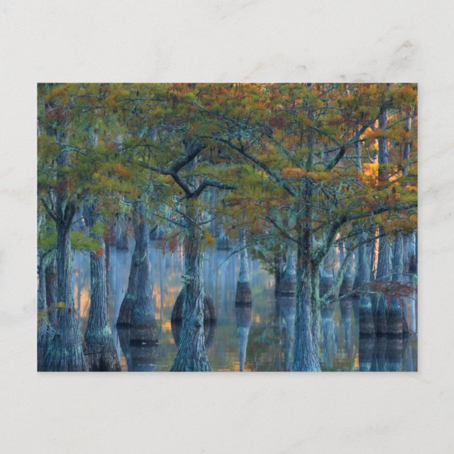 Carte Postale Forêt de cyprès de bassin (Devant)