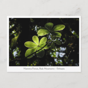 Carte Postale Forêt de Harenna Éthiopie