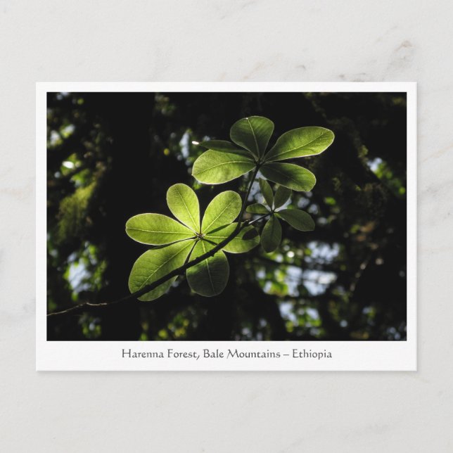 Carte Postale Forêt de Harenna Éthiopie (Devant)