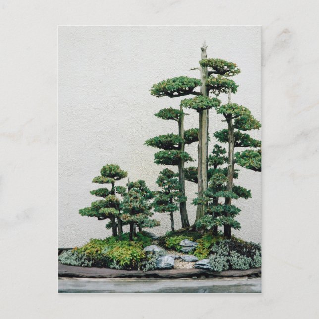 Carte Postale Forêt de Juniper Bonsai (Devant)