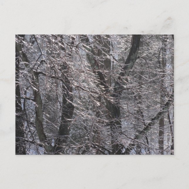 Carte Postale Forêt de l'épaisse glacée dans la lumière du matin (Devant)