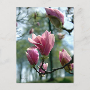 Carte Postale Forêt de Magnolia