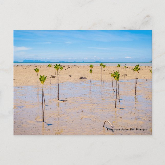 Carte Postale Forêt de mangrove (Devant)