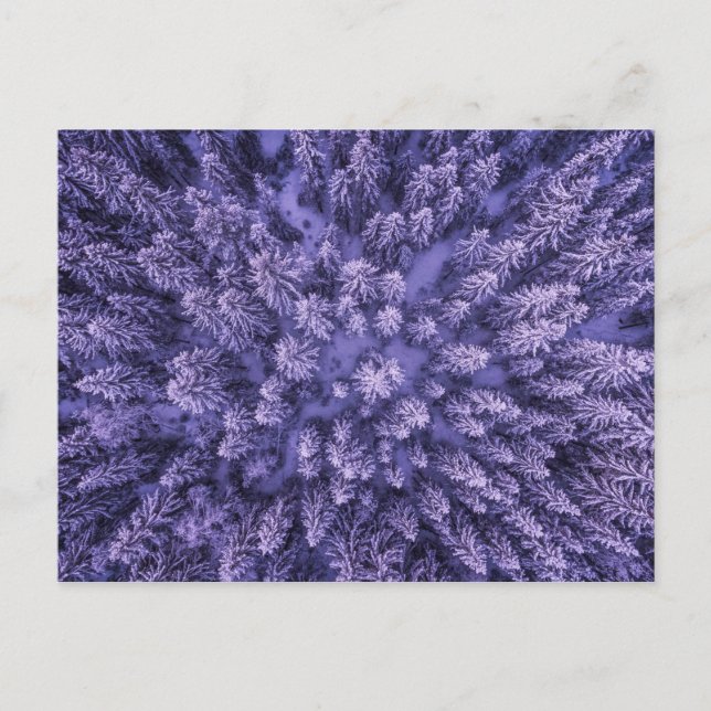 Carte Postale Forêt de neige norvégienne (Devant)