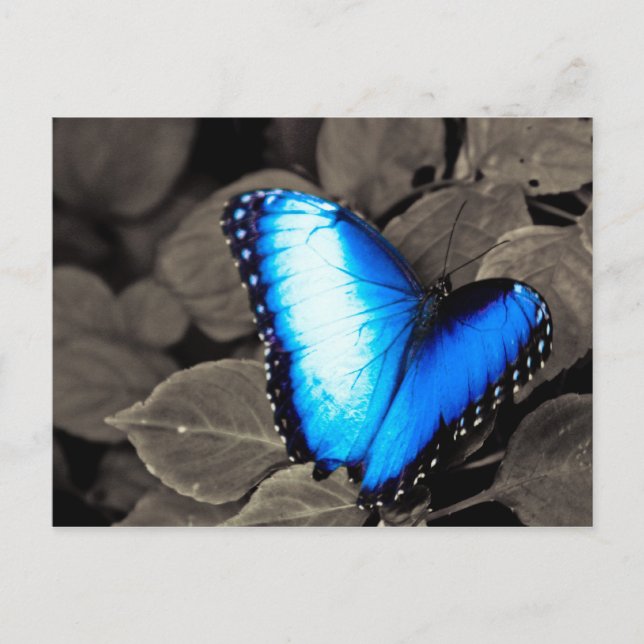 Carte Postale Forêt de papillons - Gainesville, FL 003 (Devant)