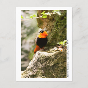 Carte Postale Forêt de papillons - Gainesville, FL 009