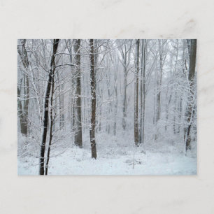Carte Postale Forêt de peupliers blanche enneigée