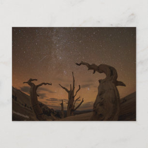 Carte Postale Forêt de pins à bristlecone anciens Californie