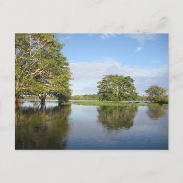 CARTE POSTALE FORÊT DE PLUIE D'AMAZON. (Devant)