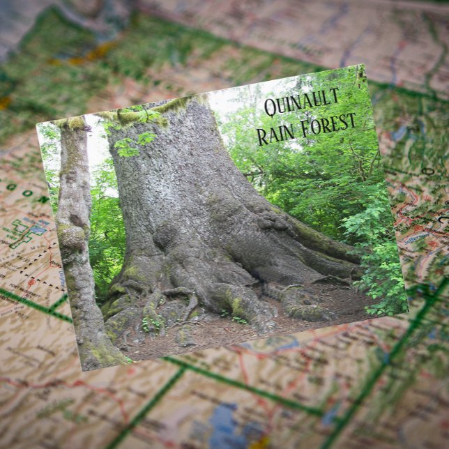 Carte Postale Forêt de Quinault (In Situ Map)
