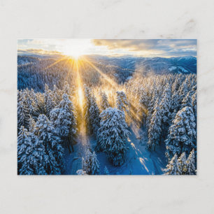 Carte Postale Forêt de sapins enneigés vue aérienne
