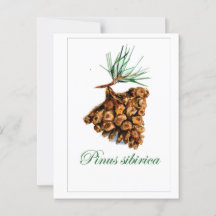 Carte postale Forêt de style vintage - Pinus Sibir