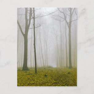 Carte Postale Forêt d'Imaginaires avec brouillard et feuillage j