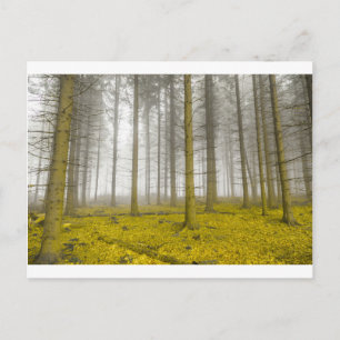 Carte Postale Forêt d'imaginaires avec brouillard et feuillage j