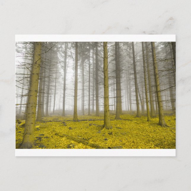 Carte Postale Forêt d'imaginaires avec brouillard et feuillage j (Devant)