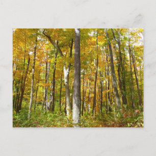 Carte Postale Forêt du paysage d'automne Feuille Jaune