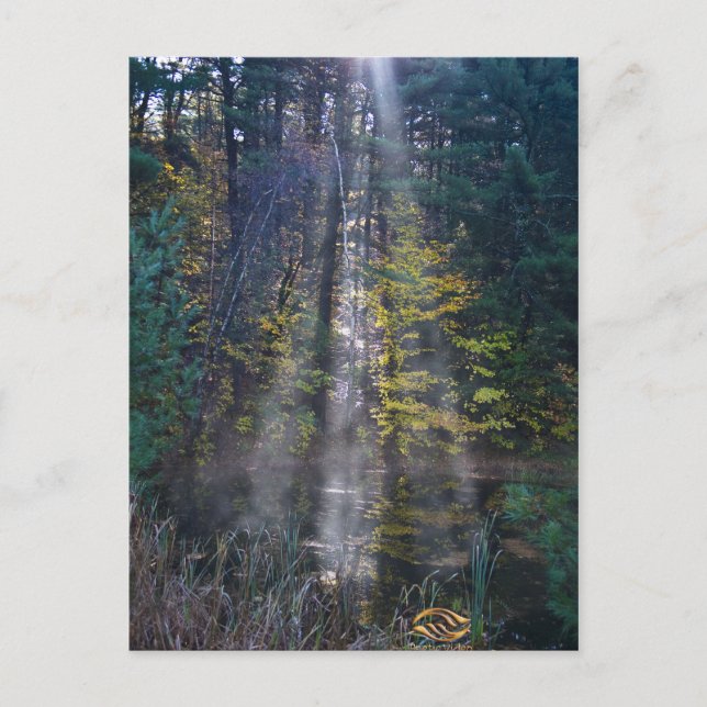 Carte Postale Forêt du Vermont (Devant)