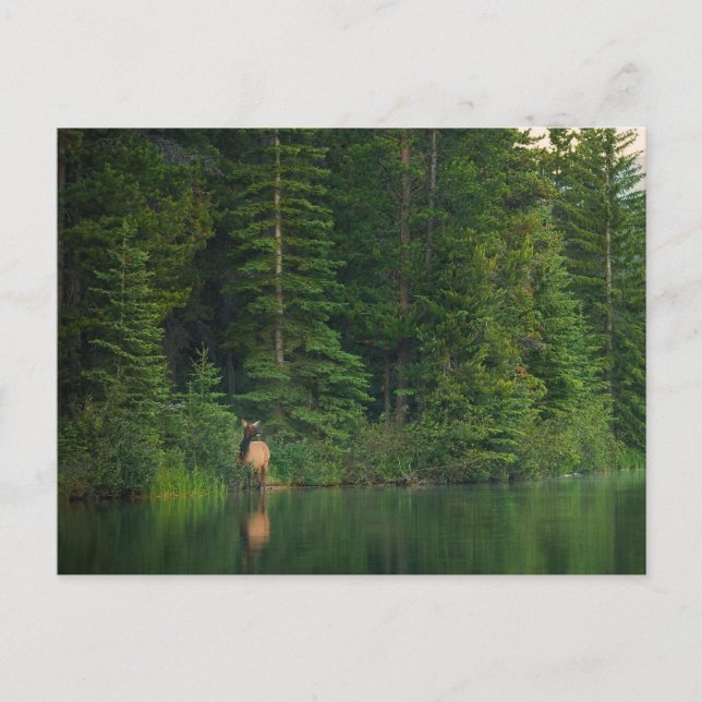 Carte Postale Forêt | Elk au parc national Banff Alberta (Devant)