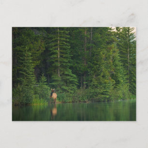 Carte Postale Forêt   Elk au parc national Banff Alberta