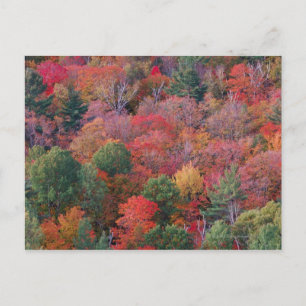 Carte Postale Forêt en automne avec feuillage d'automne. Algonqu