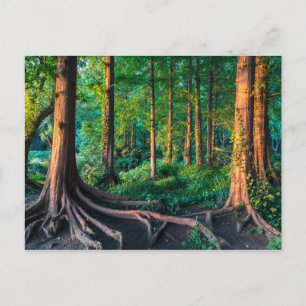 Carte Postale Forêt en été