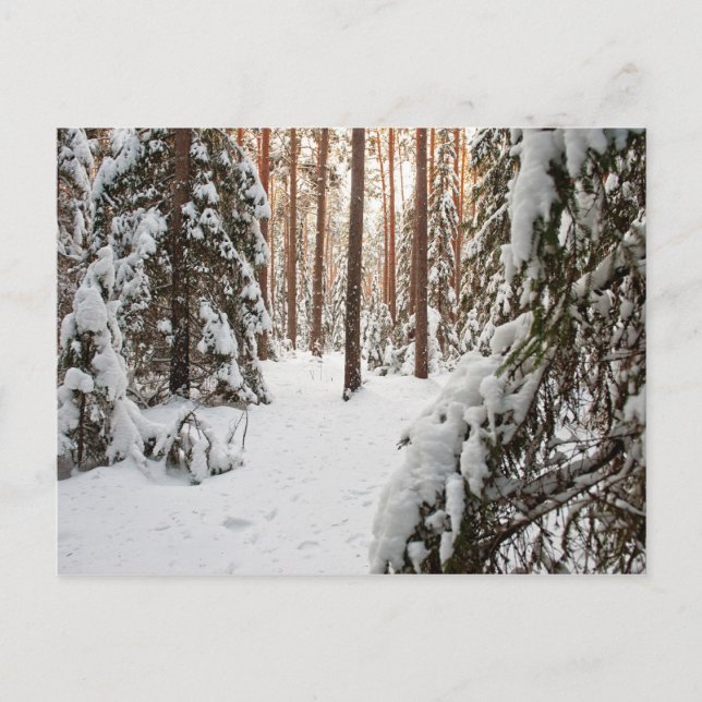 Carte Postale Forêt en hiver (Devant)