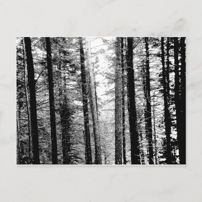 Carte Postale Forêt en noir et blanc (Devant)