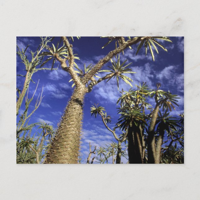 Carte Postale Forêt épineuse formée de Pachypodium arbres (Devant)