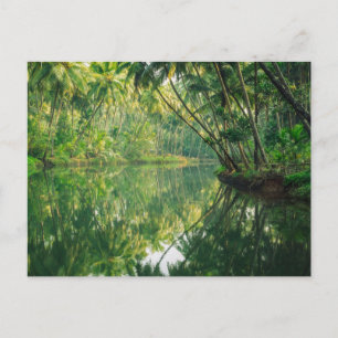 Carte Postale Forêt   Forêt de mangrove