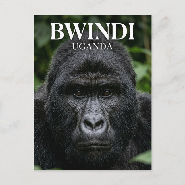 Carte Postale Forêt impenetrable de Bwindi Ouganda (Devant)